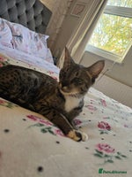 Savannah cats Beautiful Savannah Girl for 5* home - Advert 1