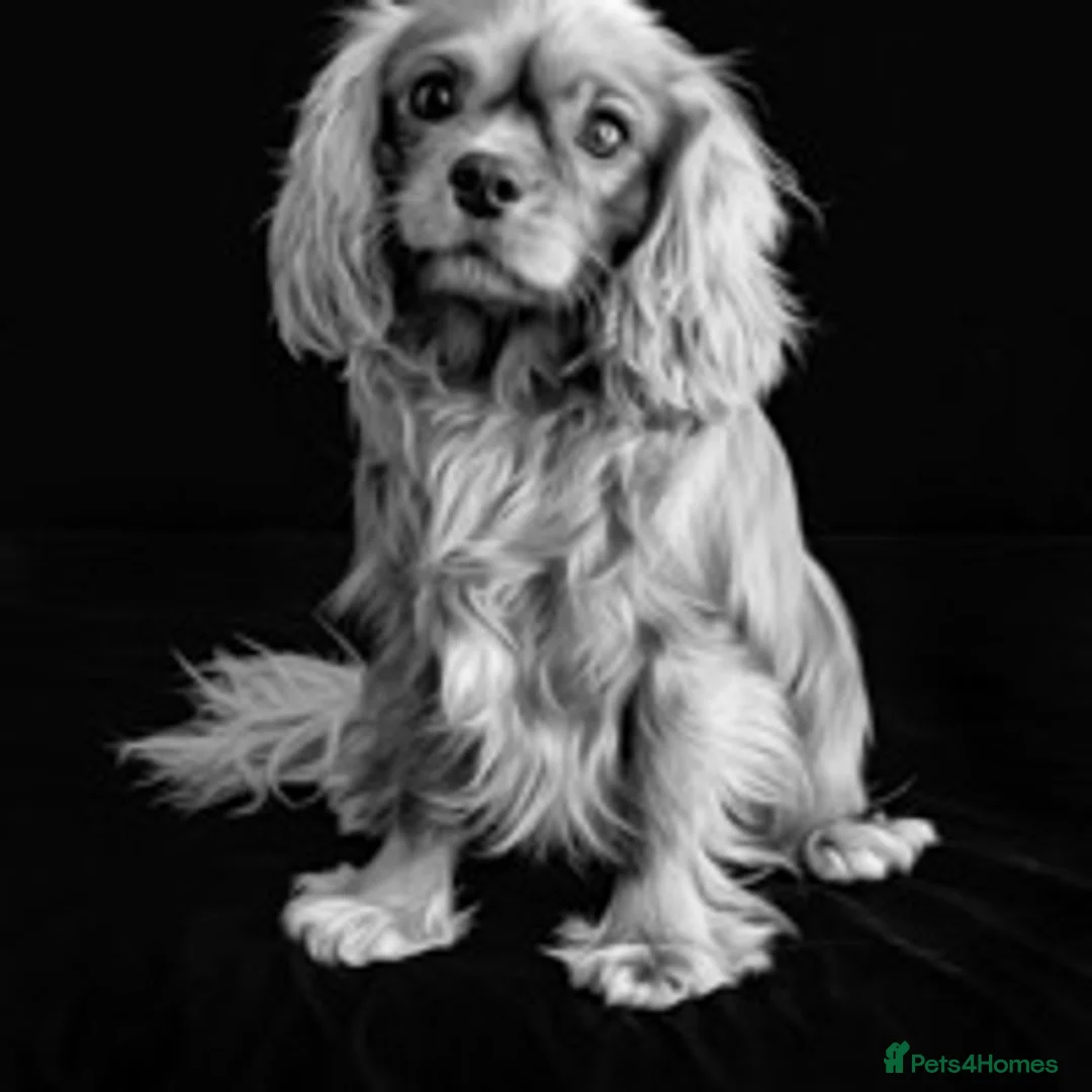 Cavalier King Charles Spaniel dogs for stud: Kc reg / health tested  in Ipswich - Advert 3