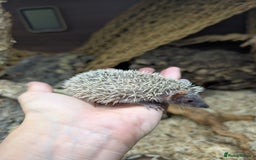 Pygmy Hedgehog rodents for sale: Baby Lesser Tenrecs available  - Image 11