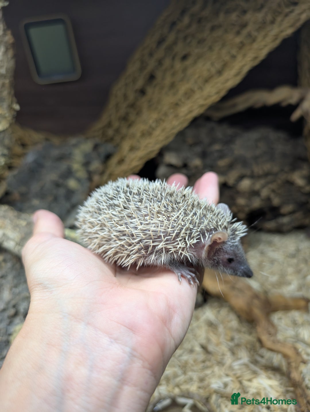 Pygmy Hedgehog rodents for sale: Baby Lesser Tenrecs available  - Image 11