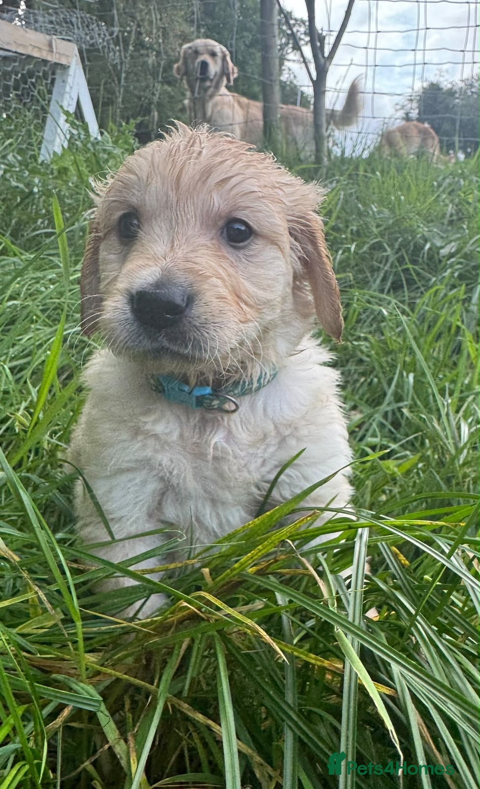 Golden Retriever dogs Golden Retriever puppies for sale - Advert 2