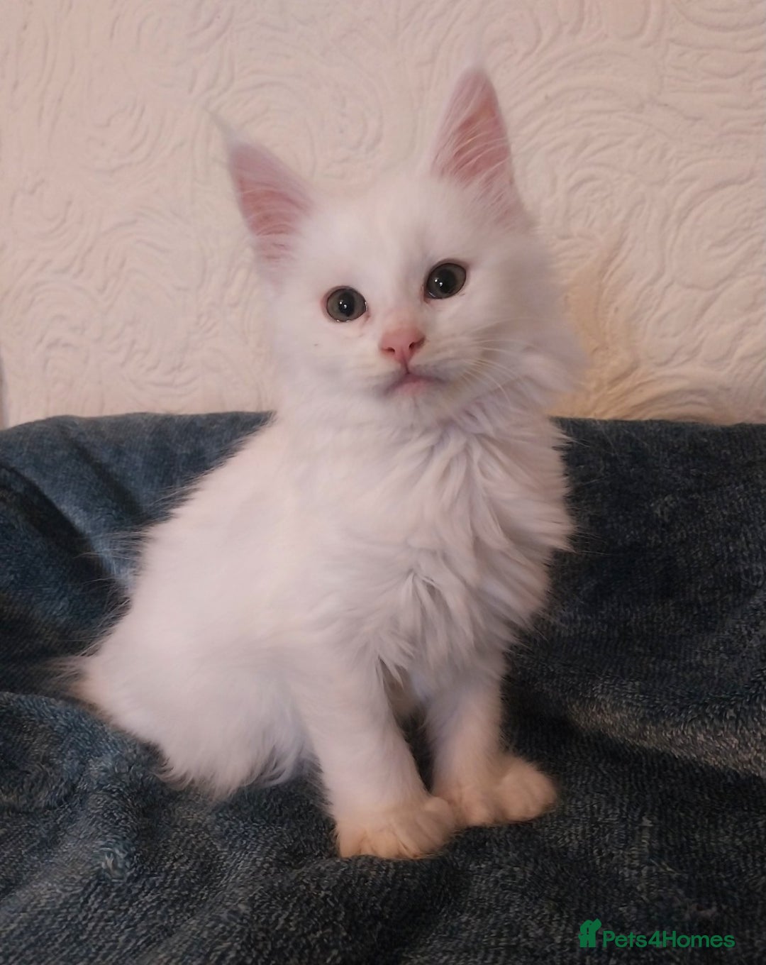 Maine Coon cats for sale: Maine Coon Kittens Polydactyl. Tortie. White - Image 4