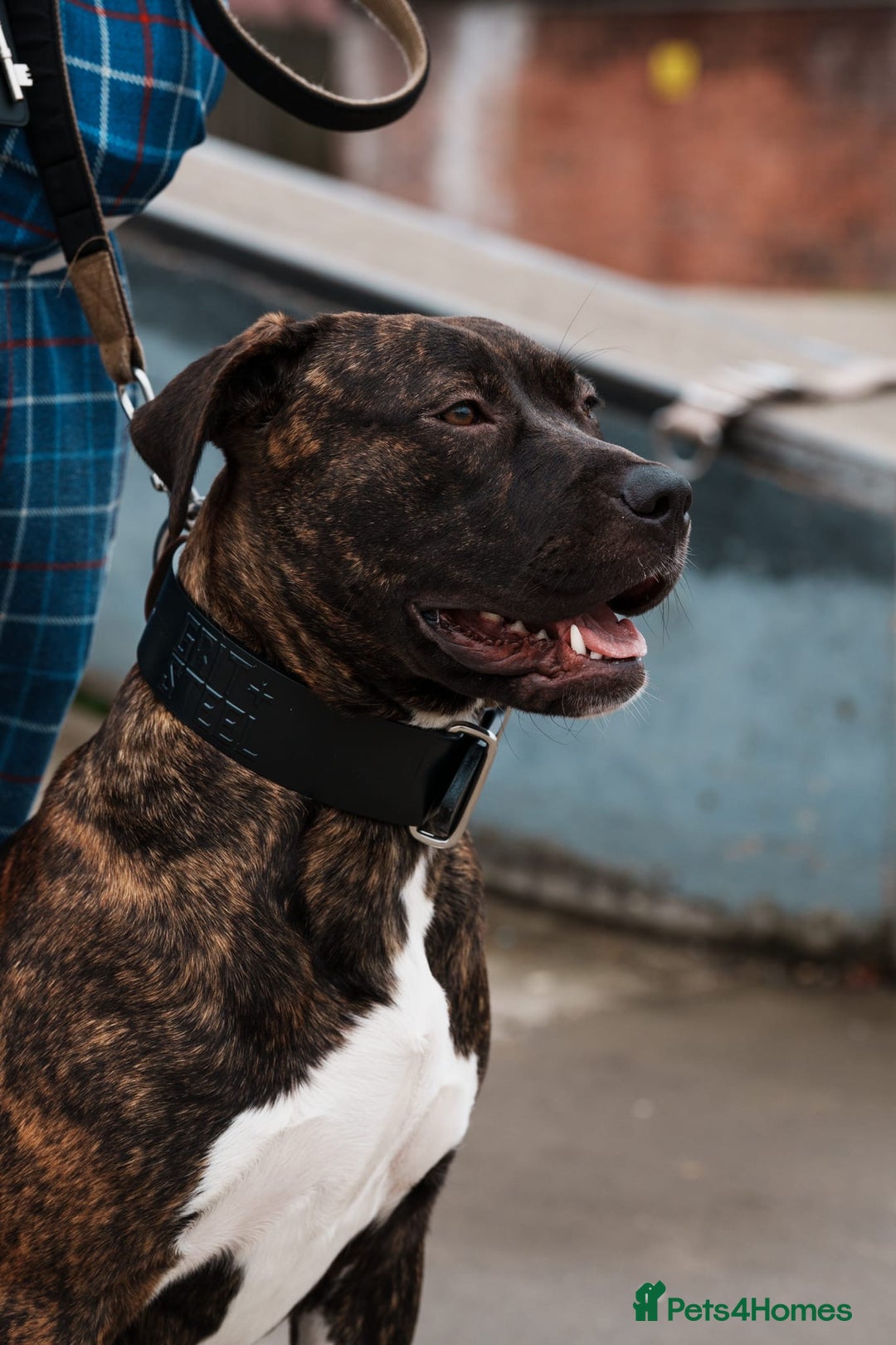 Mixed Breed dogs for sale: Fun Loving Companion - Advert 6