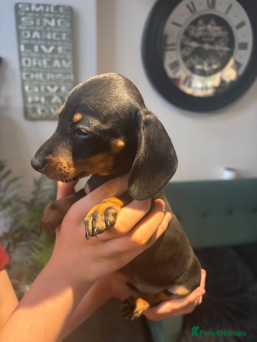 Miniature Dachshund dogs for sale: KC Reg RED DAPPLE Miniature Dachshund (Smooth) - Image 17