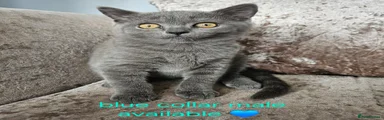 British Shorthair 2