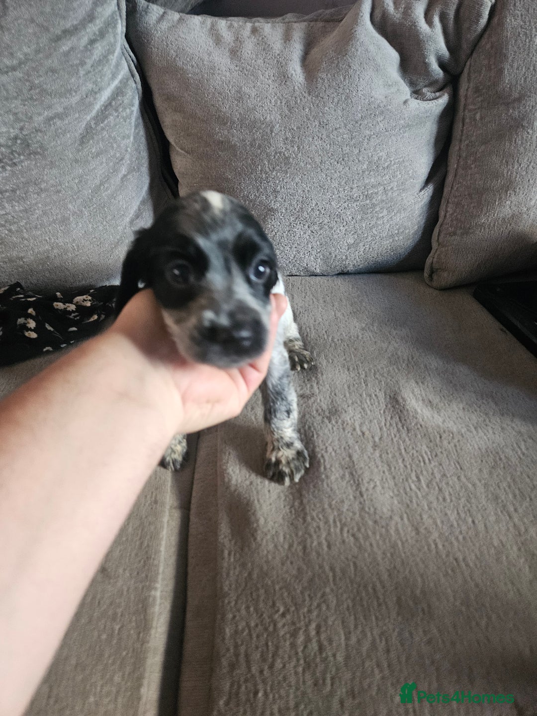 Cocker Spaniel dogs for sale: Beautiful cocker spaniel pups - Image 25