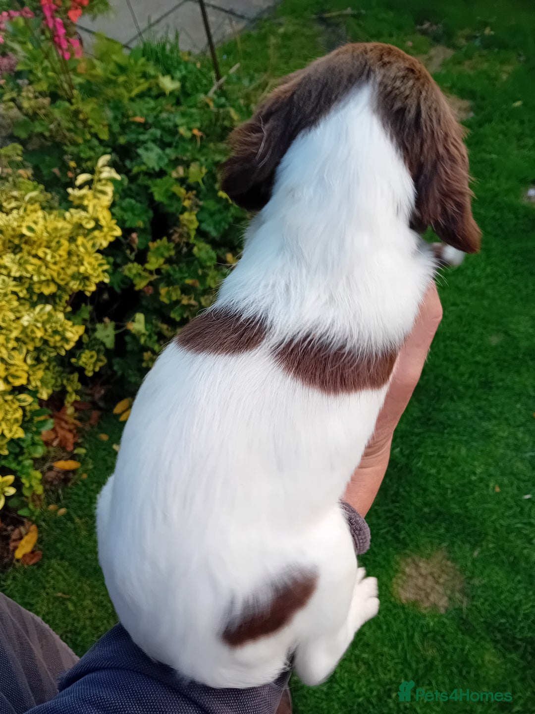 English Springer Spaniel dogs for sale: 8 week Springer Spaniel puppies. - Image 6