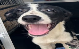 Border Collie dogs for sale: 7 Gorgeous Border Collie Pups - Image 8