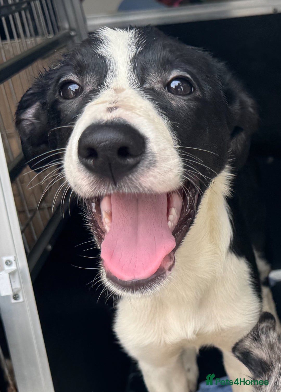 Border Collie dogs for sale: 7 Gorgeous Border Collie Pups - Image 8