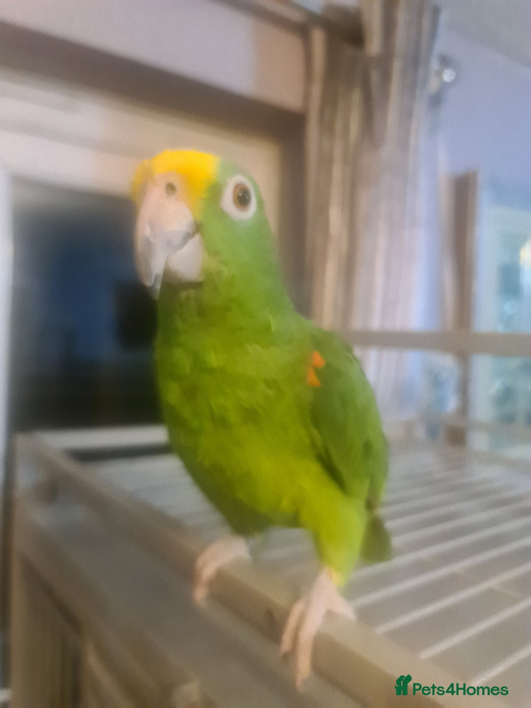 Parrots birds for sale: 6 year old talking parrot  - Advert 4