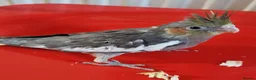 Cockatiels birds for sale: Juvenile Tame Cockatiels  - Advert 8