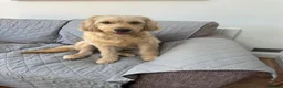Mini Goldendoodle dogs for sale: Mini Goldendoodles. Pedigree health tested parents in Brough - Advert 16
