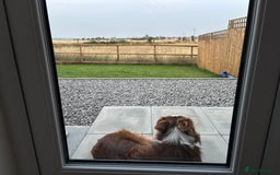 Border Collie dogs for stud: Red/white Border collie STUD in Batley - Image 13