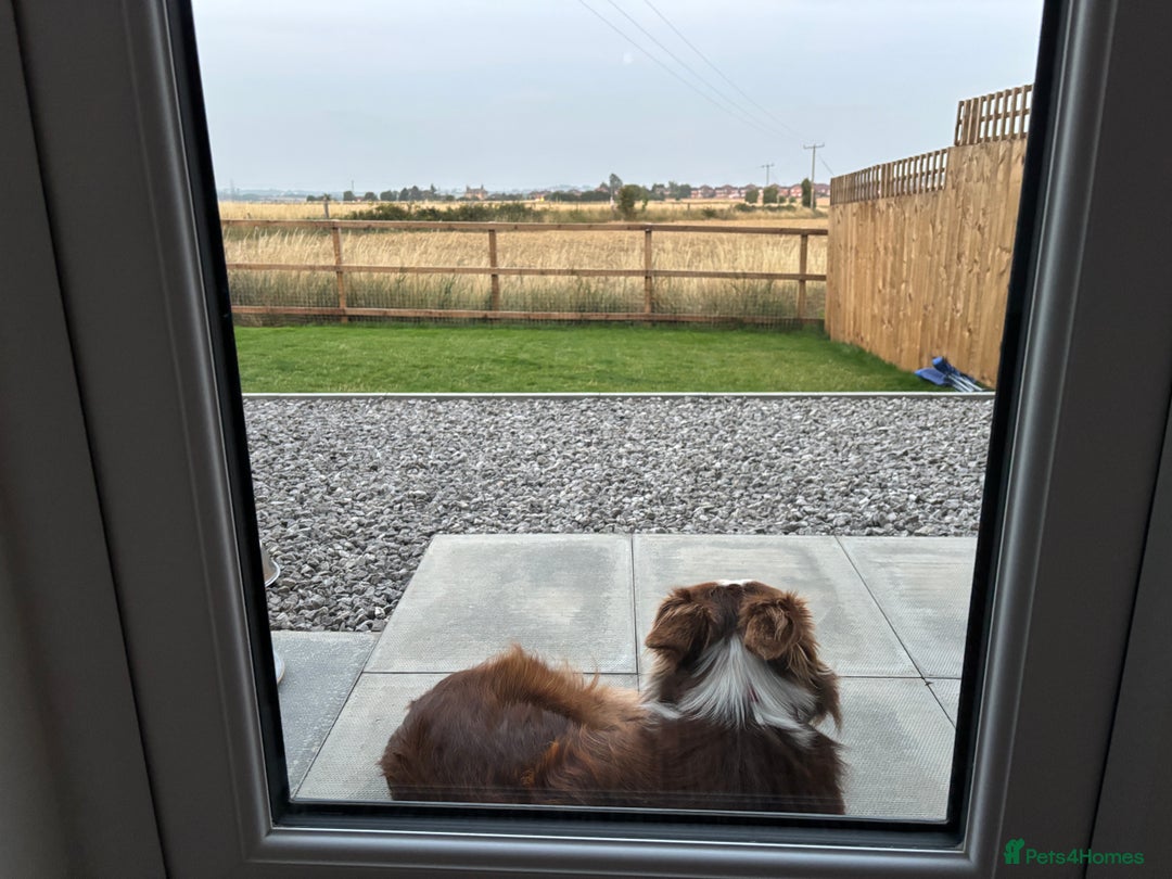 Border Collie dogs for stud: Red/white Border collie STUD in Batley - Image 13