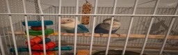 Lovebirds birds for sale: pair of love birds  in Harrogate - Advert 1