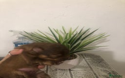 Pomeranian dogs for sale: Pomeranian Puppies  - Image 5