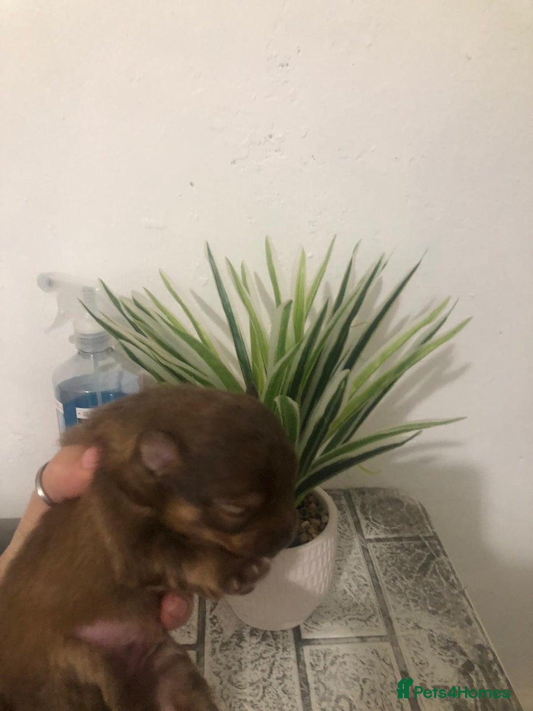 Pomeranian dogs for sale: Pomeranian Puppies  - Image 5