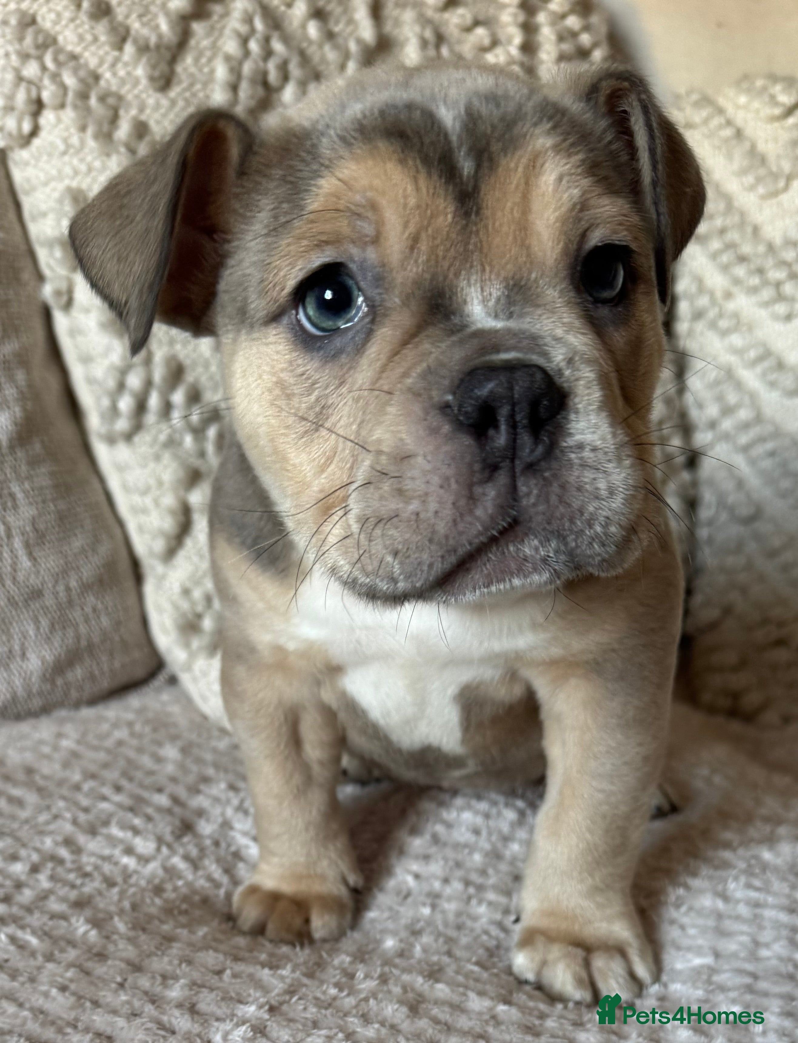 Olde English Bulldogge dogs Stunning Olde English Bulldog puppies - Advert 5