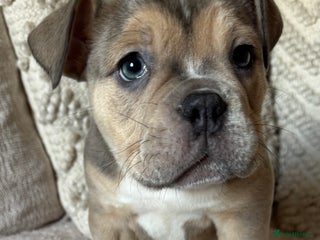 Olde English Bulldogge dogs Stunning Olde English Bulldog puppies - Advert 4