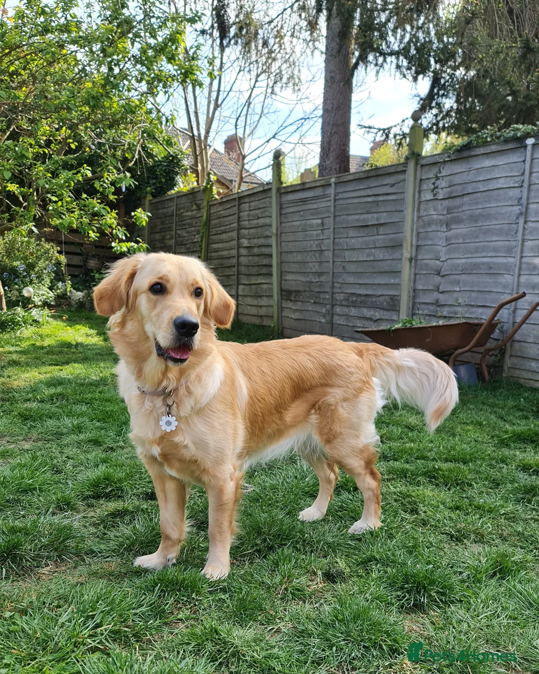 Golden Retriever dogs for sale: 🤍🧸 all puppies now found their forever homes 🏡 - Advert 11