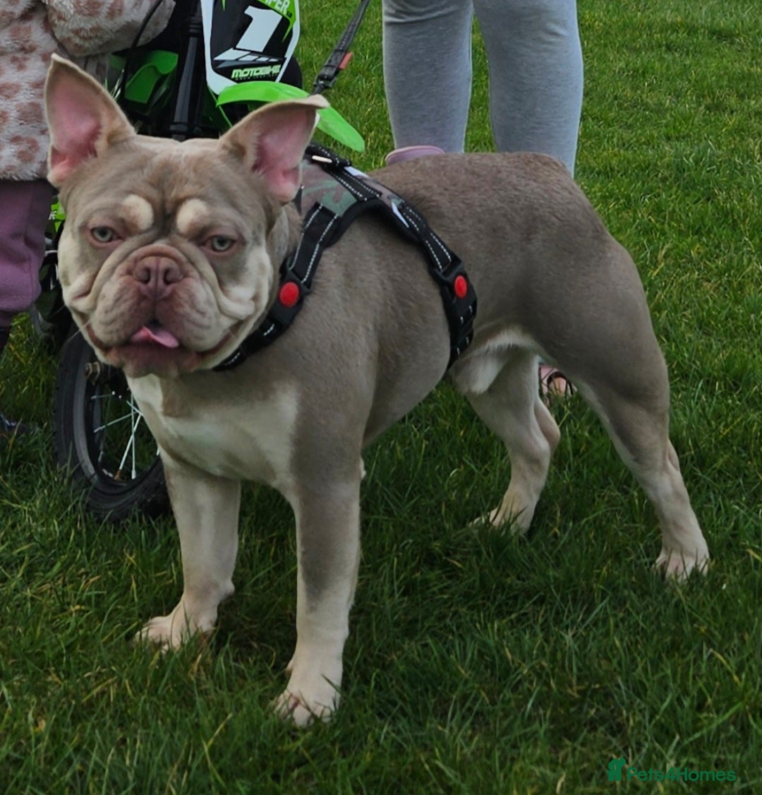 French Bulldog dogs for stud: New shade & tan carrying fluffy & cream - Advert 3