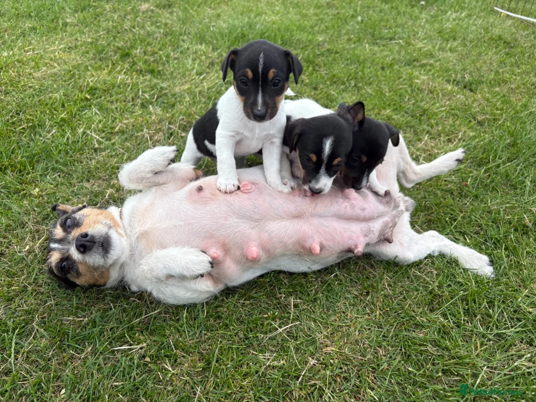 Jack Russell dogs for sale: The cutest girl puppies  - Advert 14