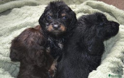 Cockapoo dogs for sale: F1 cockerpoo puppies  - Image 3