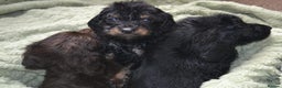 Cockapoo dogs for sale: F1 cockerpoo puppies  - Advert 3
