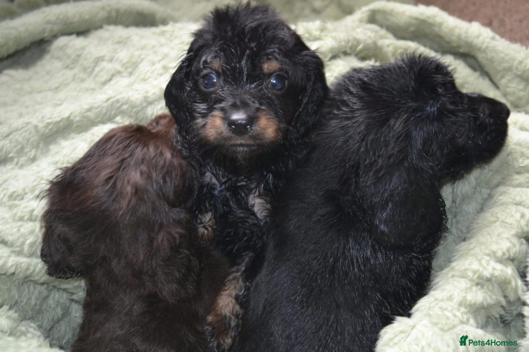Cockapoo dogs for sale: F1 cockerpoo puppies  - Image 3