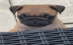 Pug dogs for sale:  Deep apricot multi champion pedigree pug puppies  in Bolton - Image 29