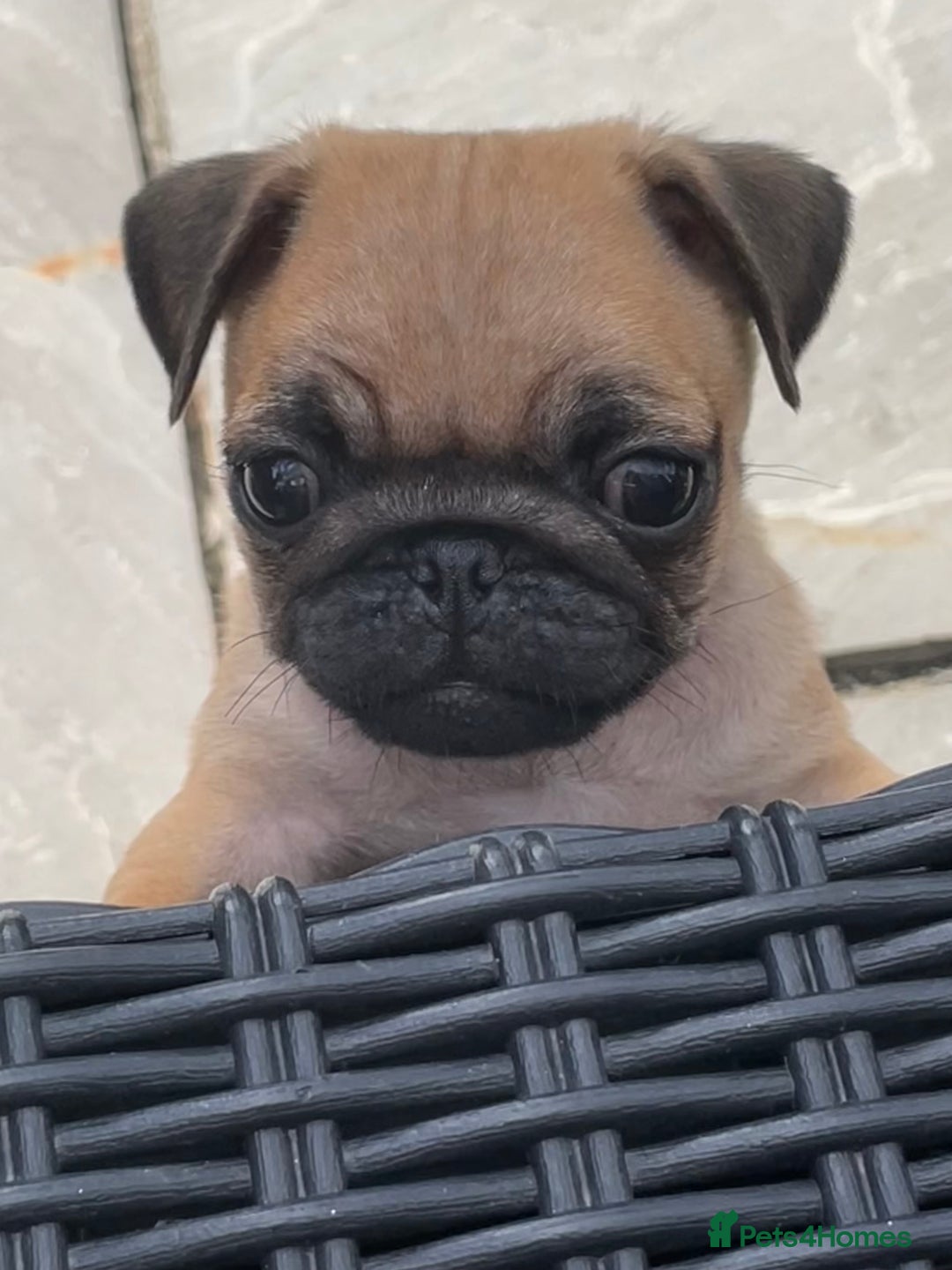 Pug dogs for sale:  Deep apricot multi champion pedigree pug puppies  in Bolton - Image 29