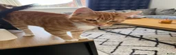 Mixed Breed cats for sale: Garfield - male cat  - Advert 1