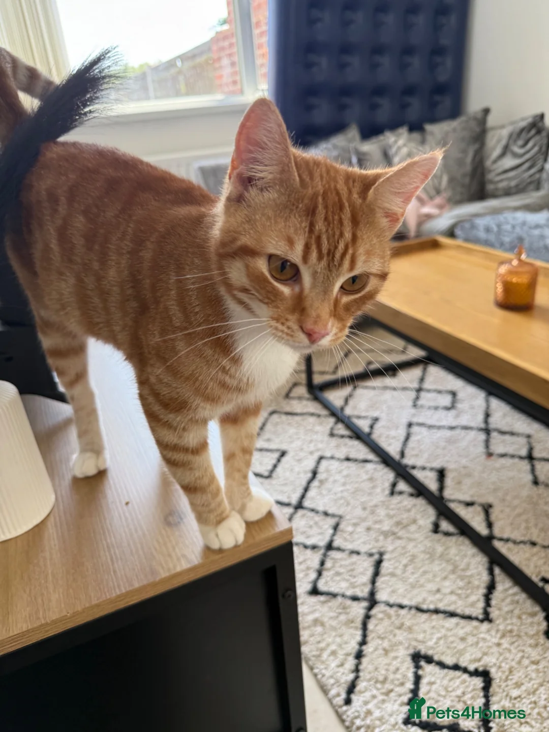 Mixed Breed cats for sale: Garfield - male cat  - Advert 1
