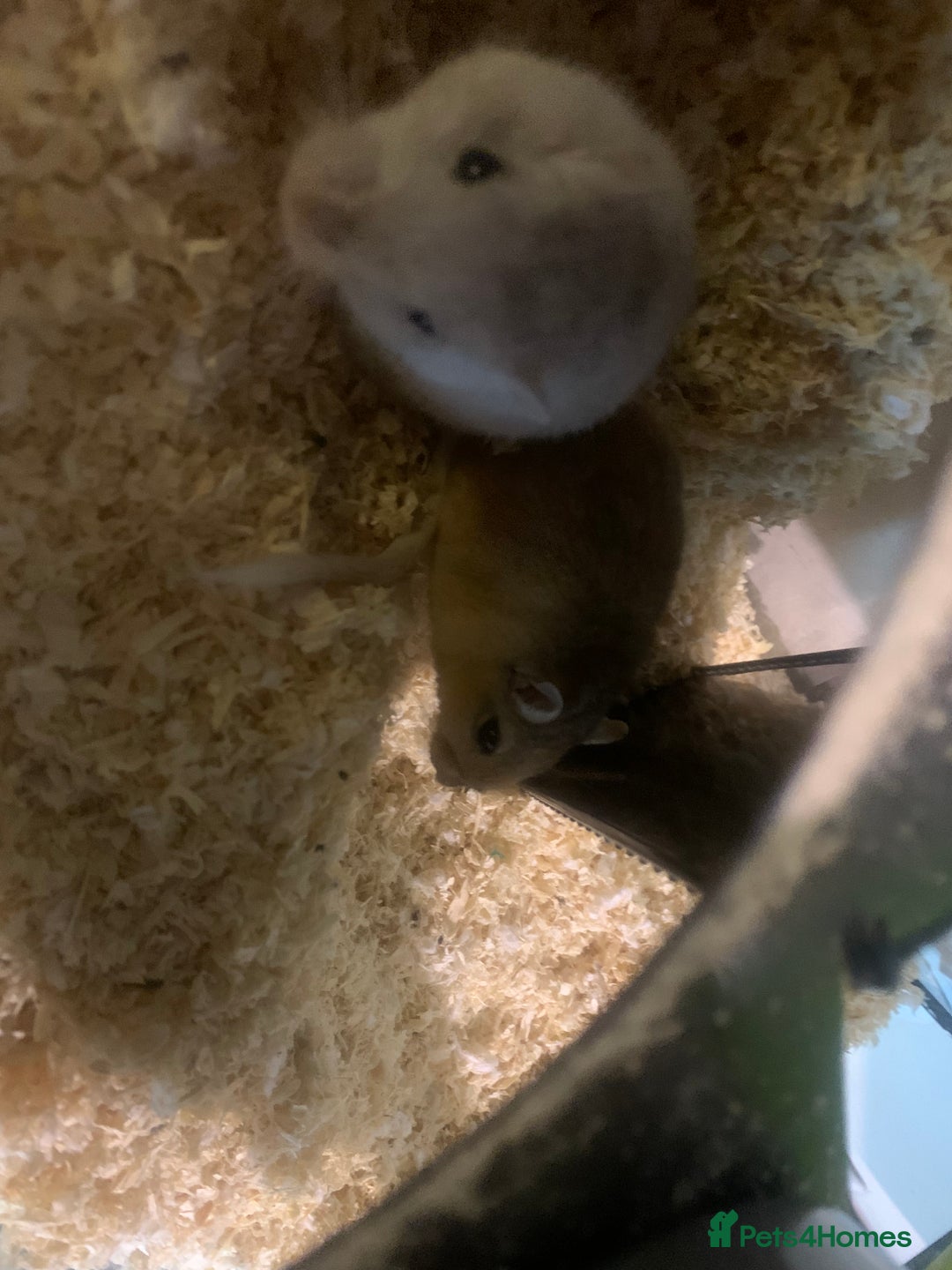 Gerbil rodents for sale: 3 male gerbils - Image 14