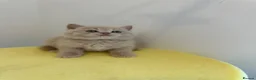 British Shorthair cats for sale: 🧸Top Quality Registered Teddy Bear BSH🧸 - Advert 8