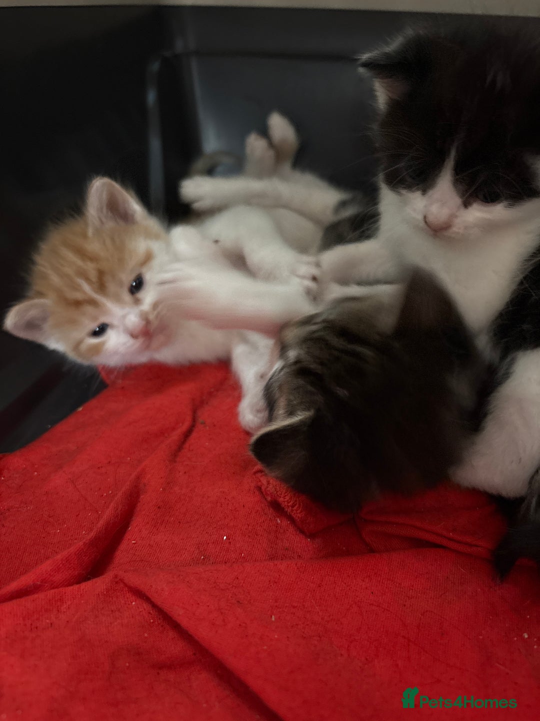British Shorthair cats for sale: 5 beautiful kittens  - Image 1