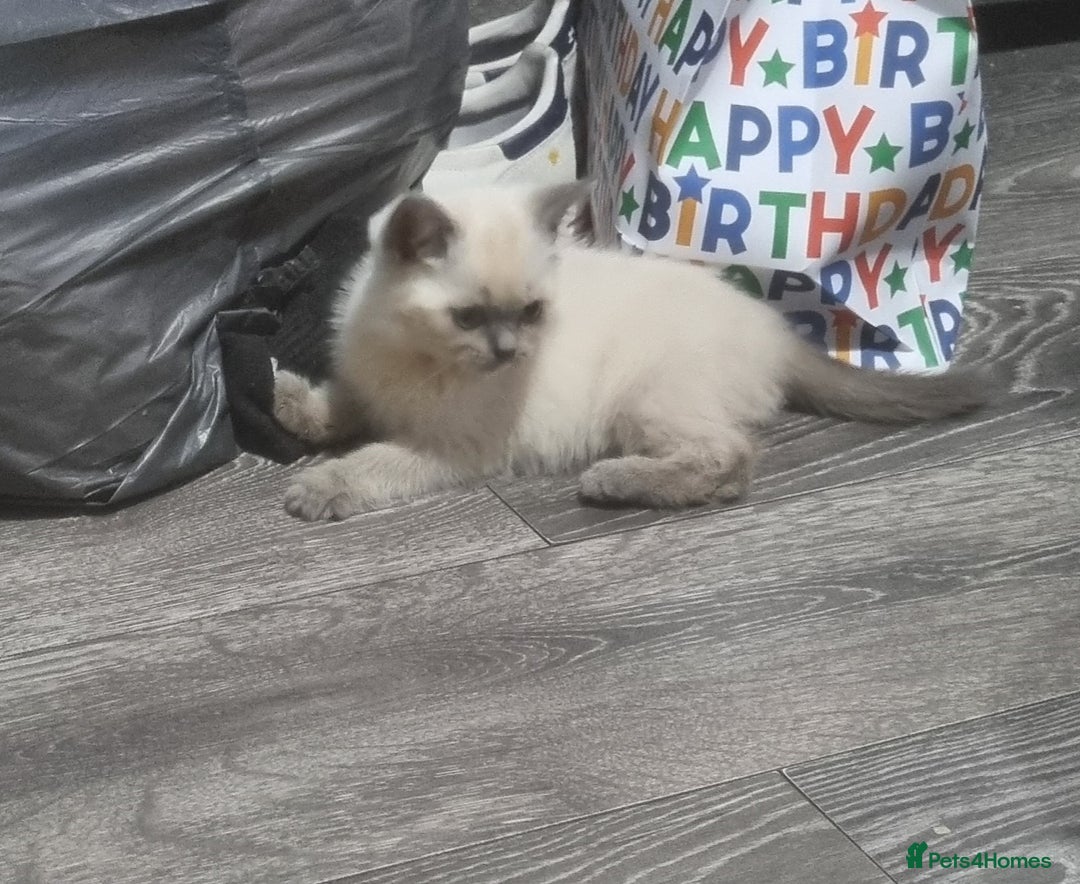 British Shorthair cats for sale: Male kitten Bristish shorthair  - Image 4