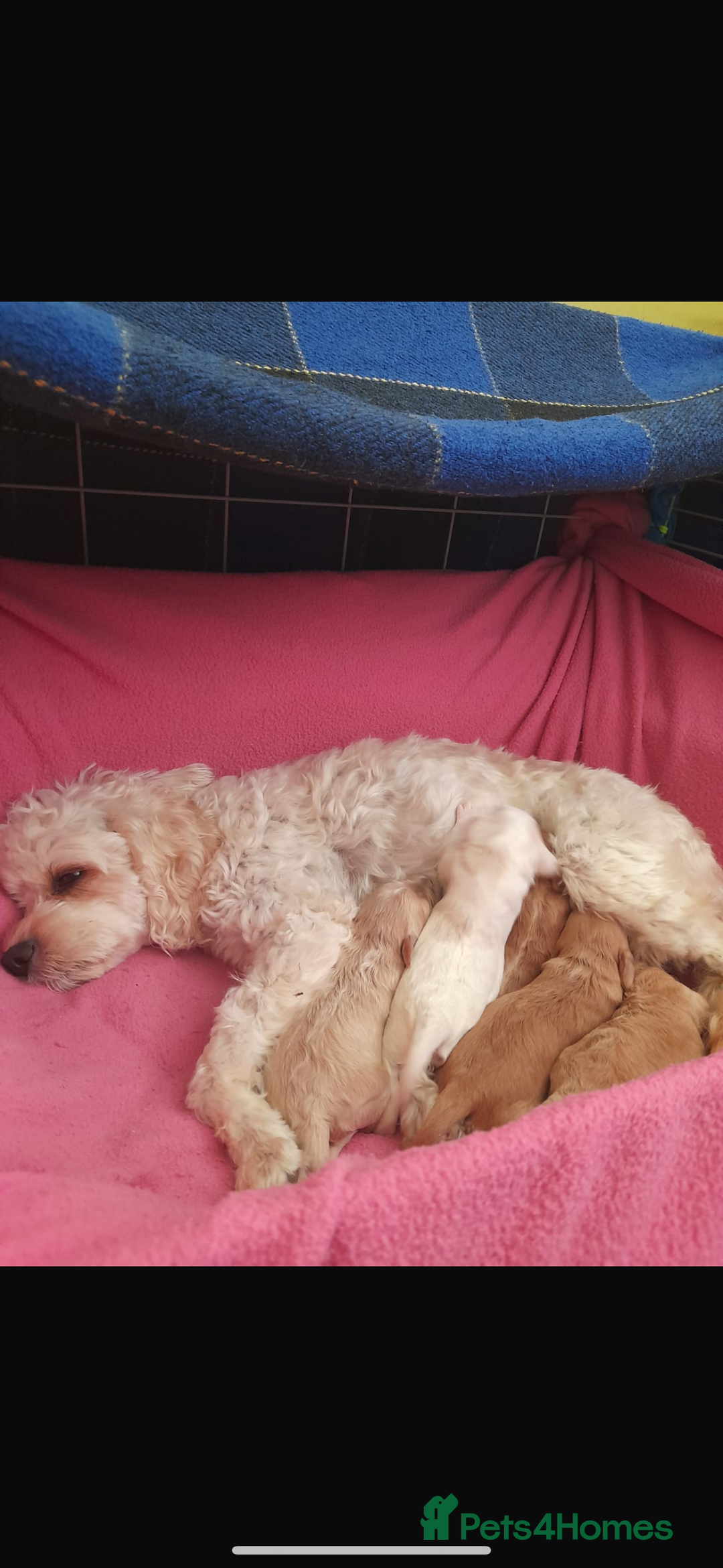 Cavapoo dogs for sale: Beautiful litter of Cavapoo puppies - Advert 1