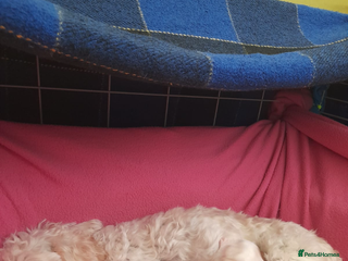 Cavapoo dogs Beautiful litter of Cavapoo puppies - Advert 17