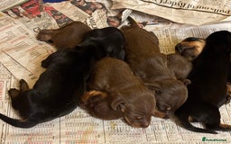 Dachshund dogs for sale: Adorable mini dachshund puppies for sale - Image 5