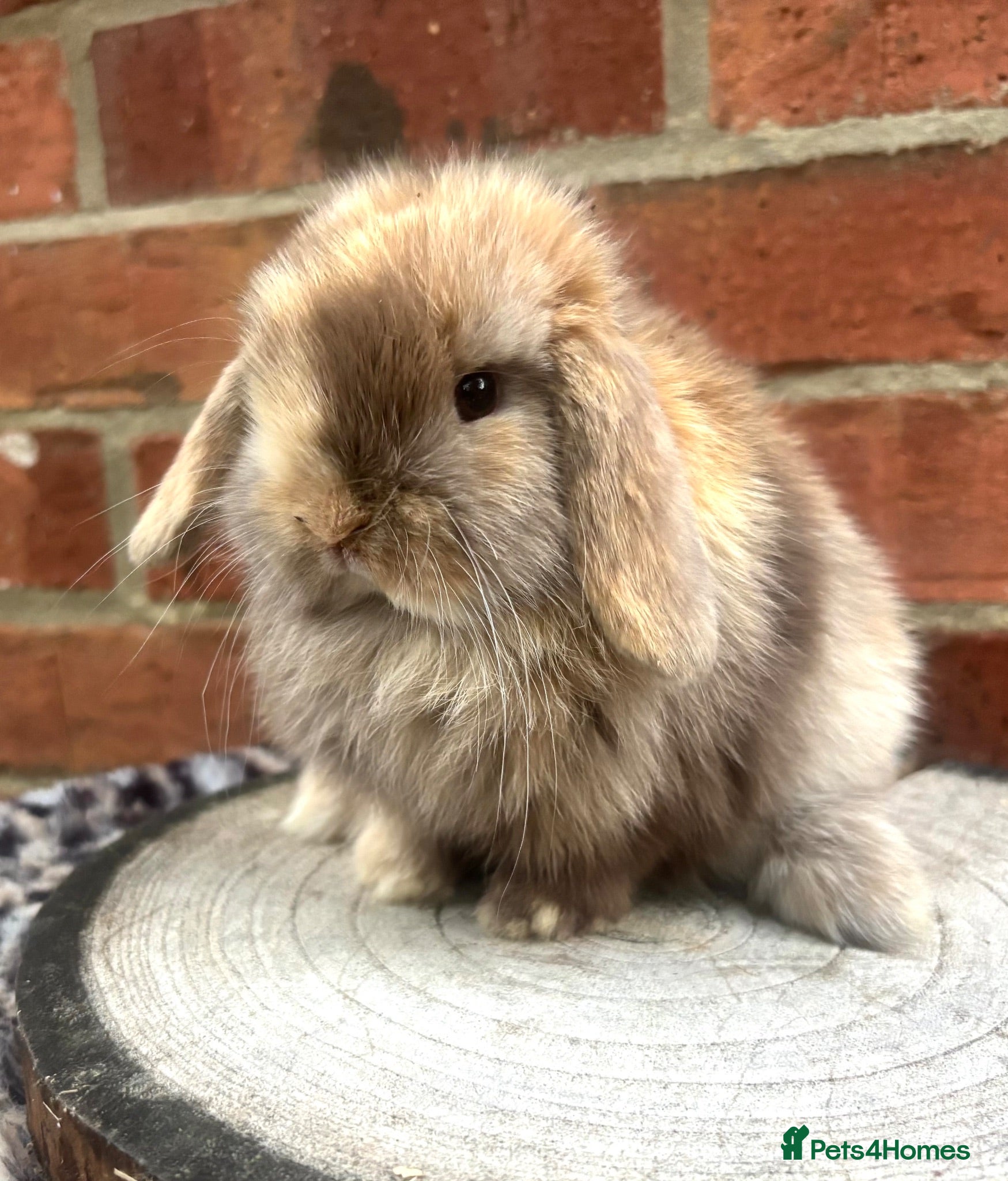 Mini Lop rabbits Pure bred baby pedigreed mini lops  - Advert 1
