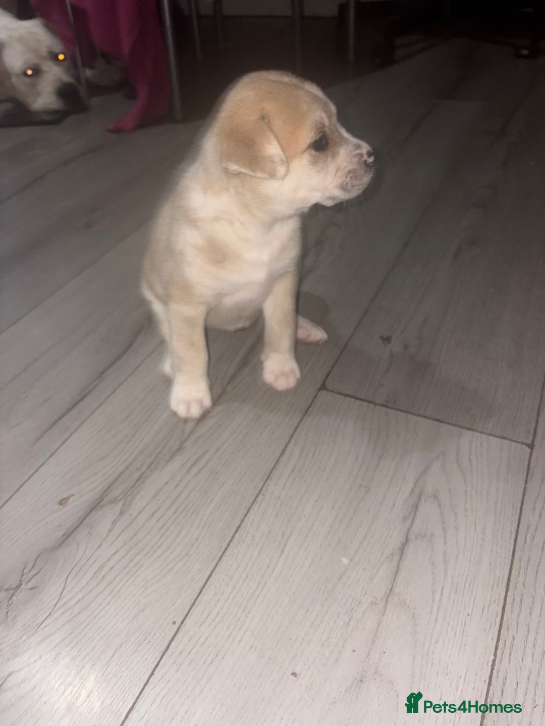 Mixed Breed dogs for sale: american akita  - Advert 38