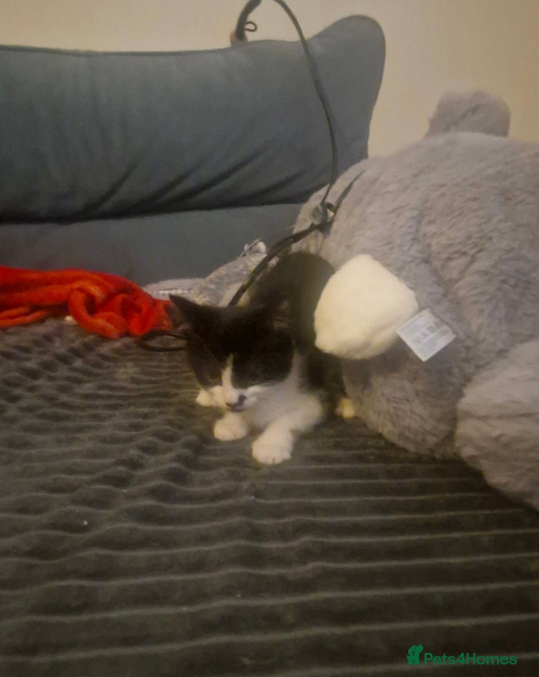 Mixed Breed cats for sale: Female Kitten needing a home as soon as possible - Image 1
