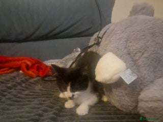 Mixed Breed cats - Advert 29