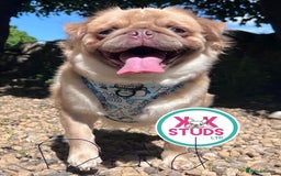 Pug dogs for sale: fluffy pug puppies  - Advert 23