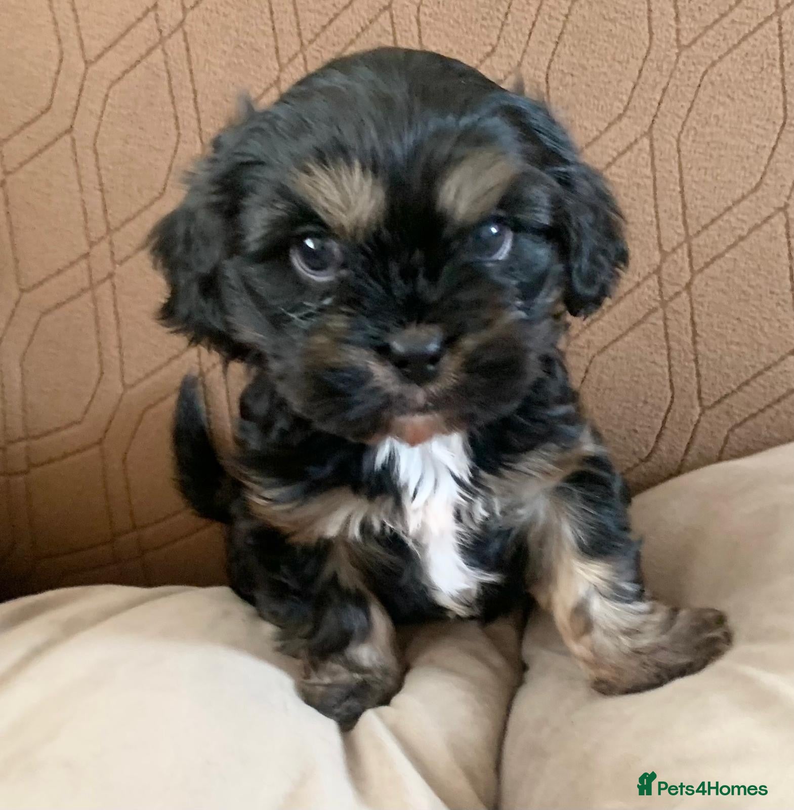 Shih Tzu dogs Imperial shitzu boy looking for forever valentin  - Advert 6