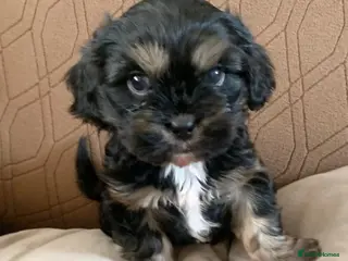 Shih Tzu dogs Imperial shitzu boy looking for forever valentin - Advert 6