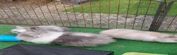 Lionhead rabbits for sale: Beautiful Male Baby. - Advert 7