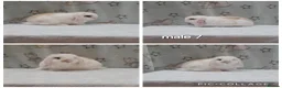 Mini Lop rabbits for sale: Beautiful purebred mini lops  - Advert 8