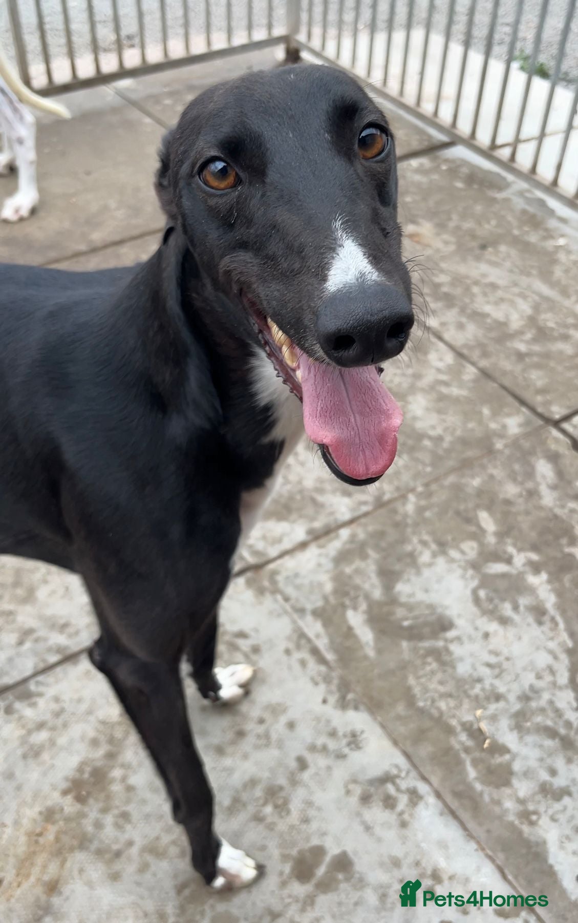 Greyhound dogs Hollie greyhound puppy ready for adoption  - Advert 5